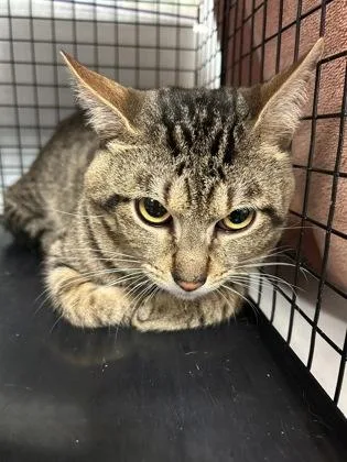 An adult small-sized male Domestic Short Hair cat named Red for adoption in Largo, FL