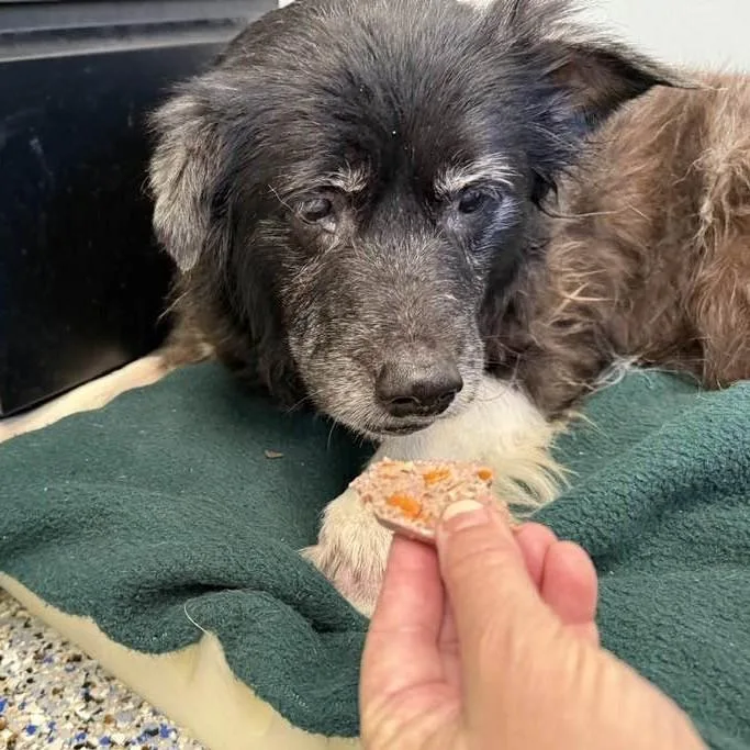 A senior medium-sized female Black Border Collie dog named River for adoption in Phoenixville, PA