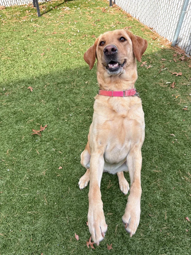 An adult large-sized female Yellow / Tan / Blond / Fawn Yellow Labrador Retriever dog named Layla for adoption in Kingston, MA