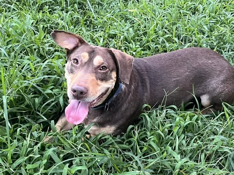 An adult medium-sized male Tricolor (Brown, Black, & White) Mixed Breed dog named Jo for adoption in Acworth, GA