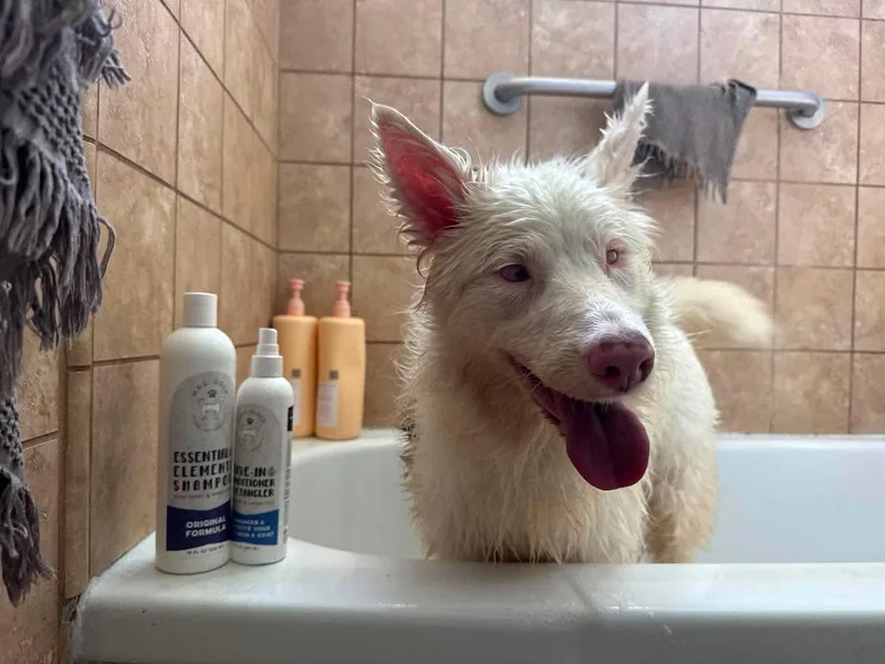 A young medium-sized female Australian Shepherd dog named Shelby for adoption in Orange, CA