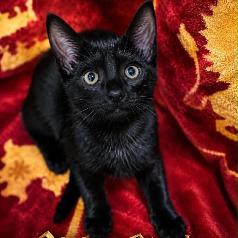 A baby small-sized male Black Domestic Short Hair cat named Sirius Black for adoption in Rochester, MN