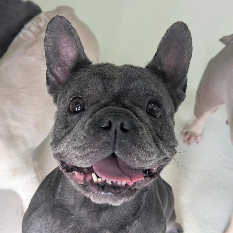 An adult small-sized female French Bulldog dog named Miyu for adoption in LOXAHATCHEE, FL