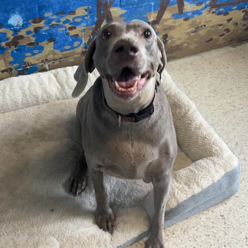 Layla AKA Lou Lou