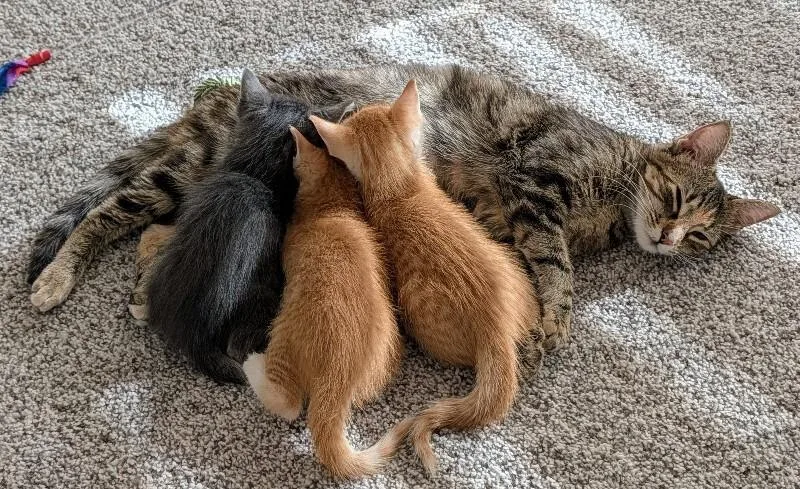 Lovey Dovey