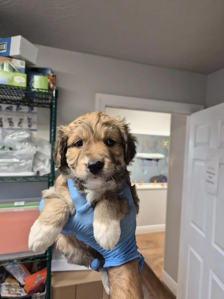 A baby large-sized female Australian Shepherd dog named Hoover for adoption in Bolivar, MO
