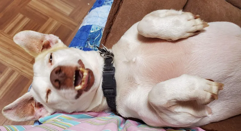 A senior small-sized male White / Cream Jack Russell Terrier dog named Petey for adoption in Sanford, NC