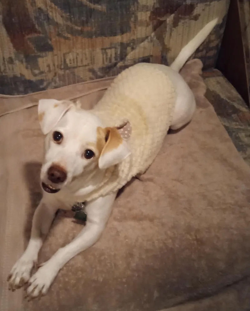 Petey thumbnail 2