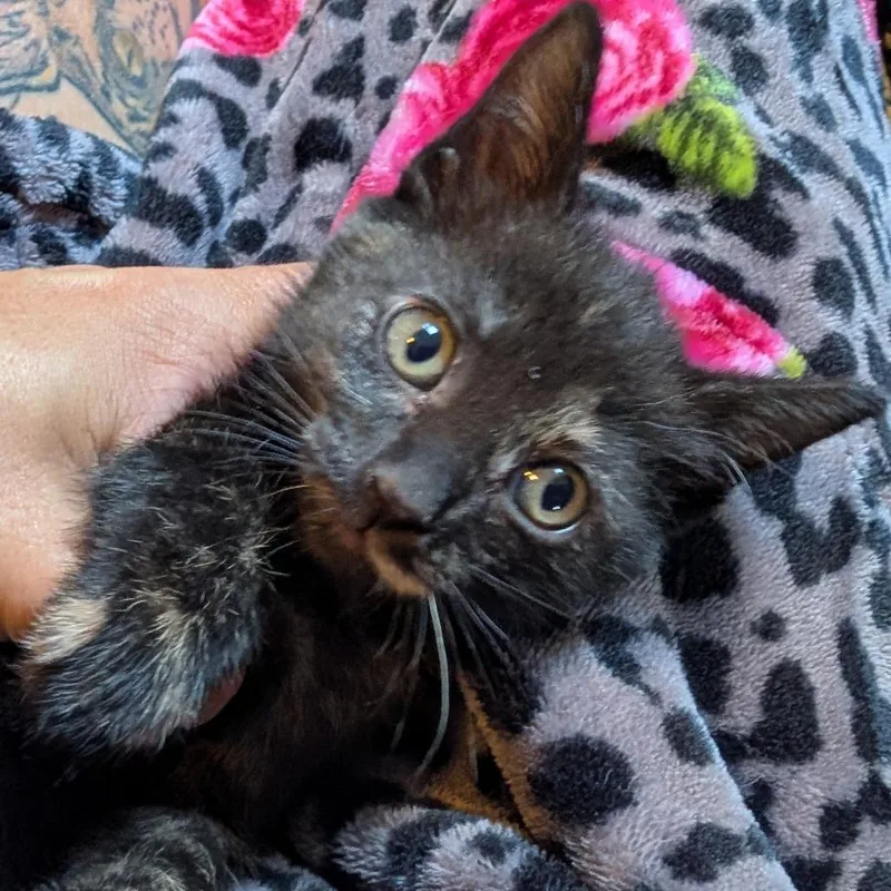 A baby small-sized female Tortoiseshell Domestic Short Hair cat named Paloma for adoption in Bradenton, FL