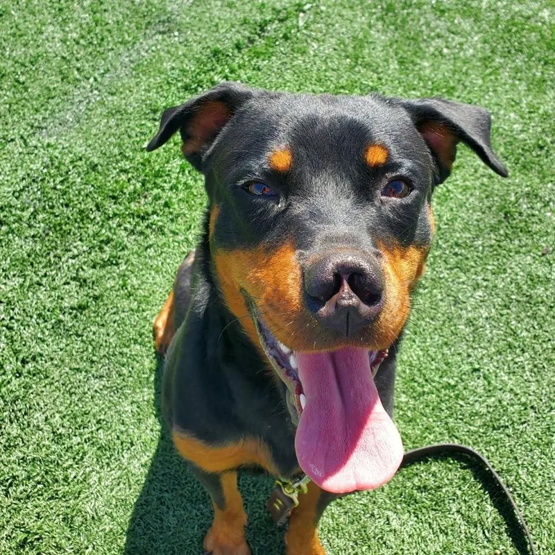 A young large-sized female Black Rottweiler dog named Jesse for adoption in Oswego, IL
