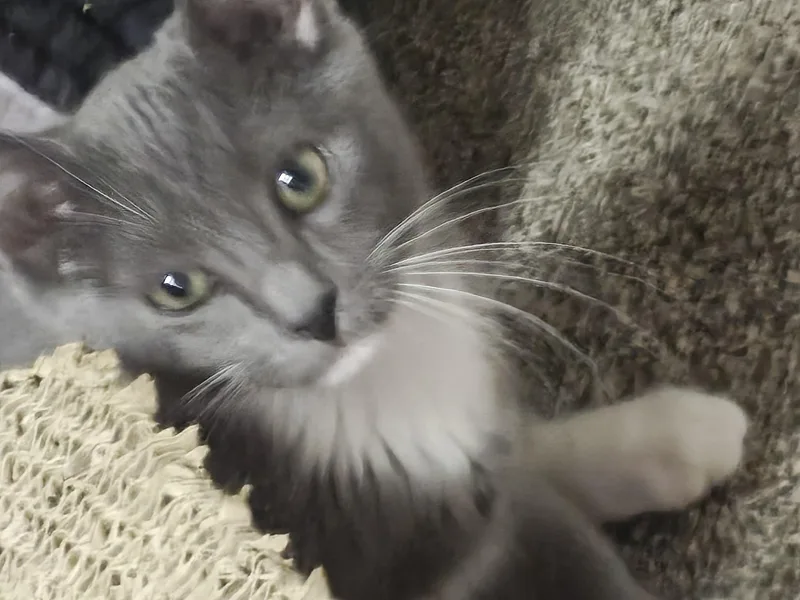 A baby medium-sized male Gray & White Domestic Short Hair cat named Joker for adoption in Springfield, PA
