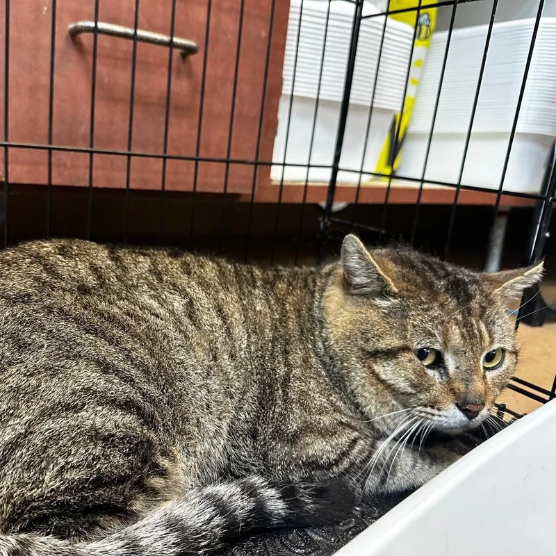 An adult medium-sized male Black Domestic Short Hair cat named Chamomile for adoption in Gadsden, AL