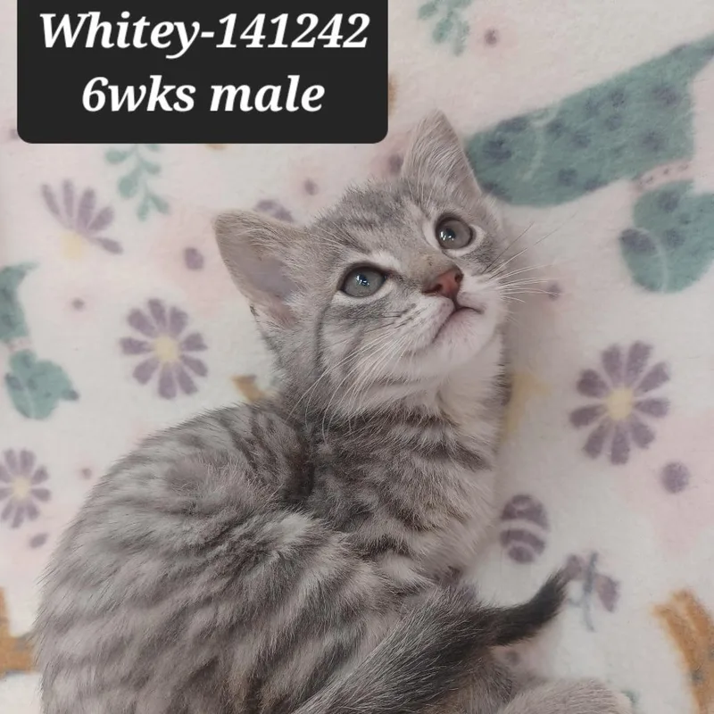 A baby small-sized male Domestic Short Hair cat named Whitey for adoption in New Tazewell, TN