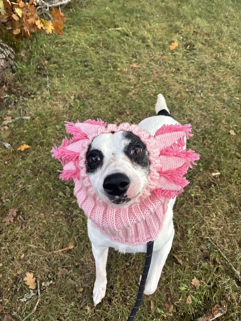 An adult medium-sized female White / Cream Pit Bull Terrier dog named Abby for adoption in Tacoma, WA