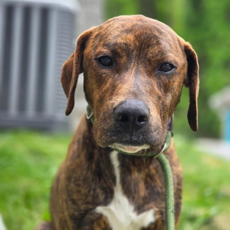 An adult medium-sized male Brown / Chocolate Mixed Breed dog named Woozi for adoption in Charleston, WV