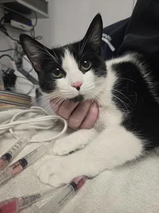 An adult small-sized female Domestic Short Hair cat named Rue for adoption in West Chester, PA