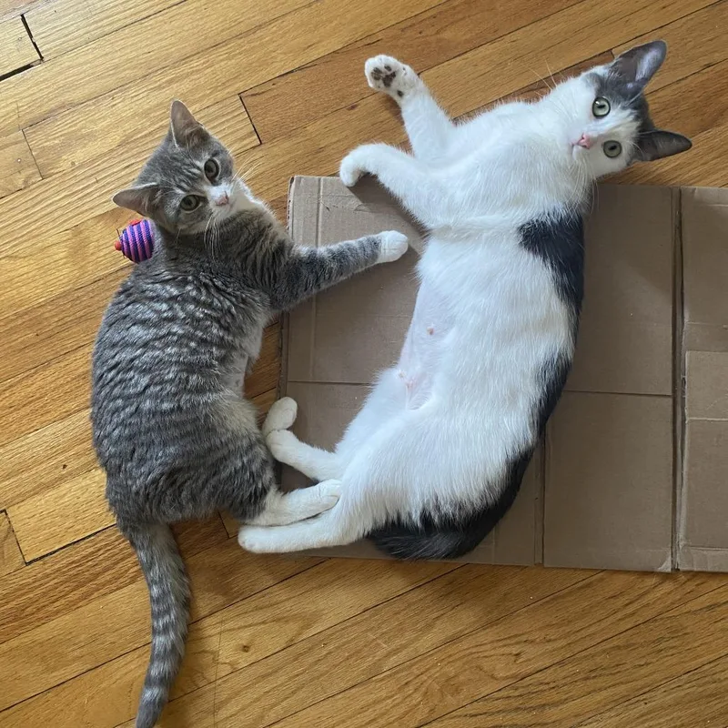 Orchid & Maisey