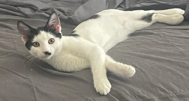 A young medium-sized male Black & White / Tuxedo Domestic Short Hair cat named Castor for adoption in Ocala, FL