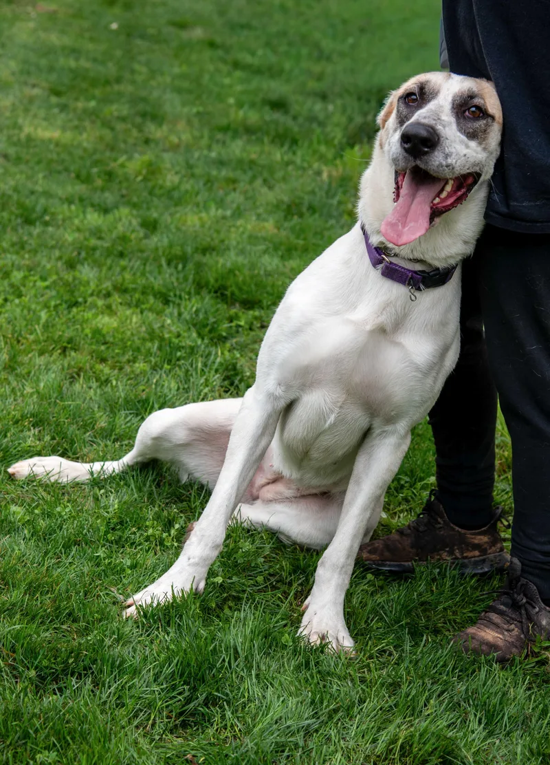 A young large-sized female White / Cream Great Dane dog named Rosabella for adoption in Nashville, TN