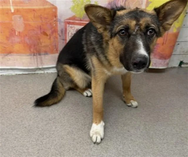 A young medium-sized female German Shepherd Dog dog named Fable for adoption in San Bernardino, CA