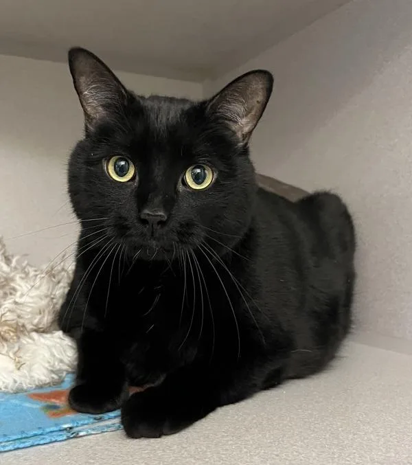 An adult medium-sized male Domestic Short Hair cat named Leo for adoption in Stratham, NH