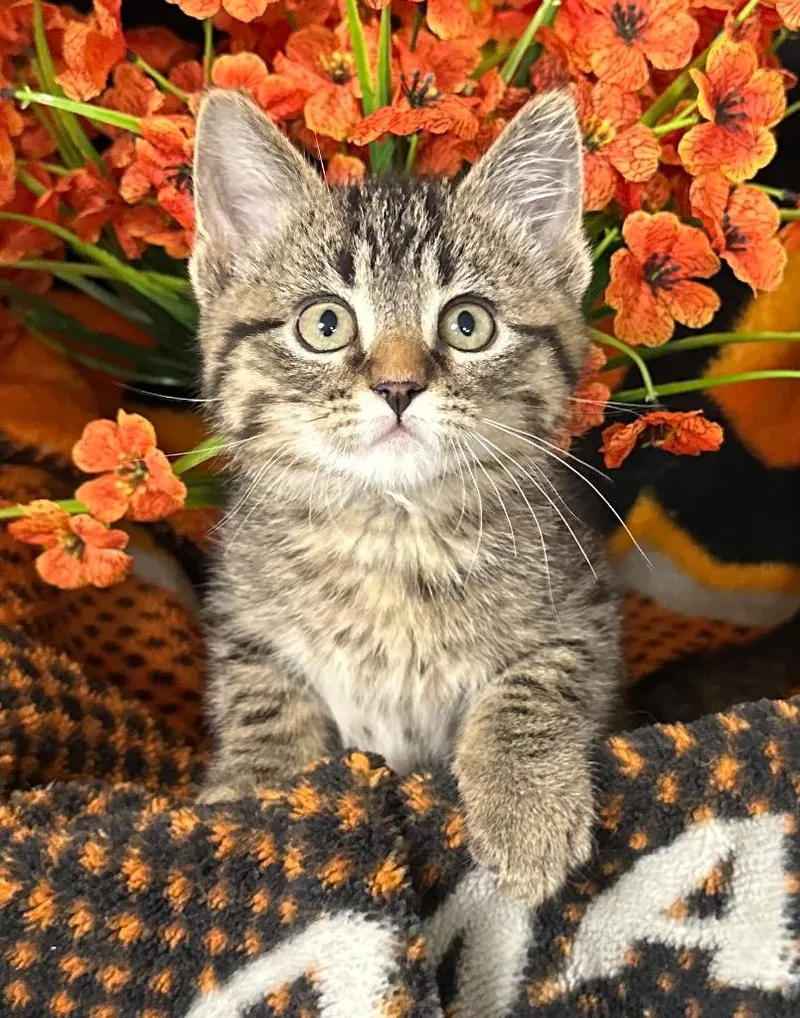 A baby small-sized male Domestic Short Hair cat named Pickles for adoption in Stillwater, OK