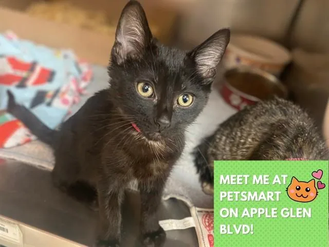 A baby small-sized female Domestic Short Hair cat named Banana Split Decision for adoption in Fort Wayne, IN