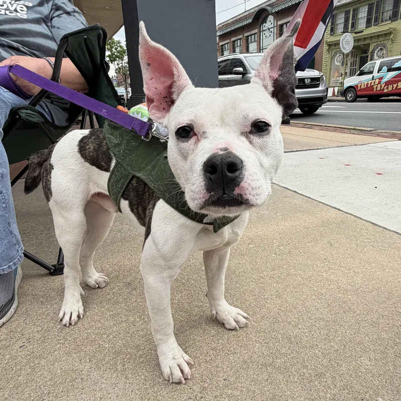 A young medium-sized male White / Cream Boston Terrier dog named Chex for adoption in Elizabethtown, PA
