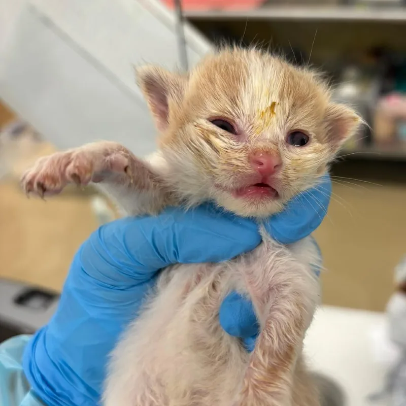 A baby small-sized male Buff / Tan / Fawn Domestic Short Hair cat named Bumble for adoption in West Palm Beach, FL