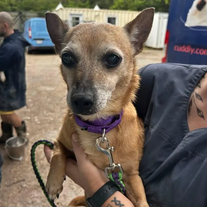 A senior medium-sized female Brown / Chocolate Chihuahua dog named Voicemail for adoption in Austin, TX