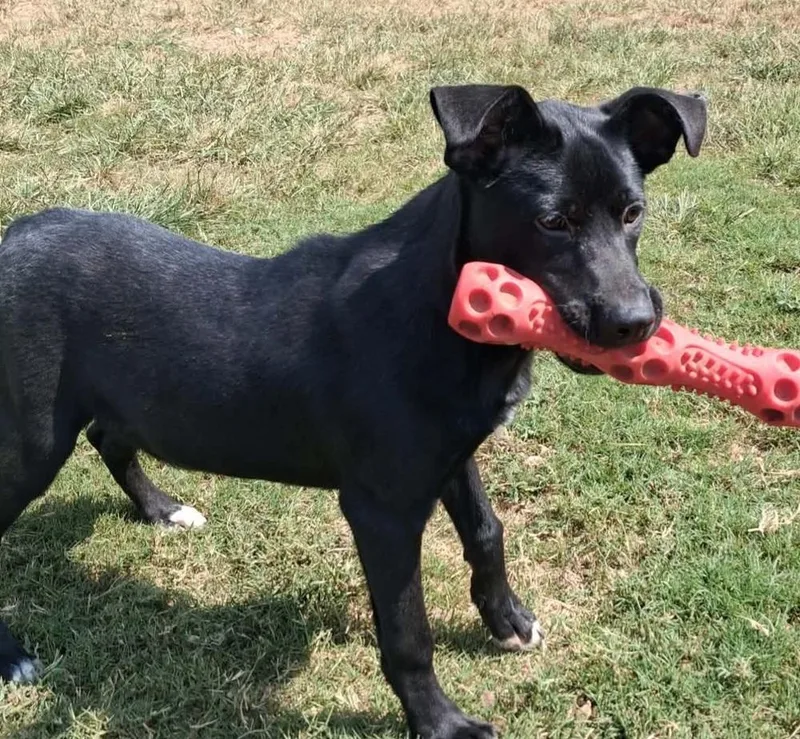 A young medium-sized male Labrador Retriever dog named Indie for adoption in Lexington, TN
