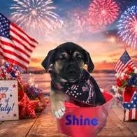 A baby small-sized male Black Mixed Breed dog named Shine for adoption in Joliet, IL
