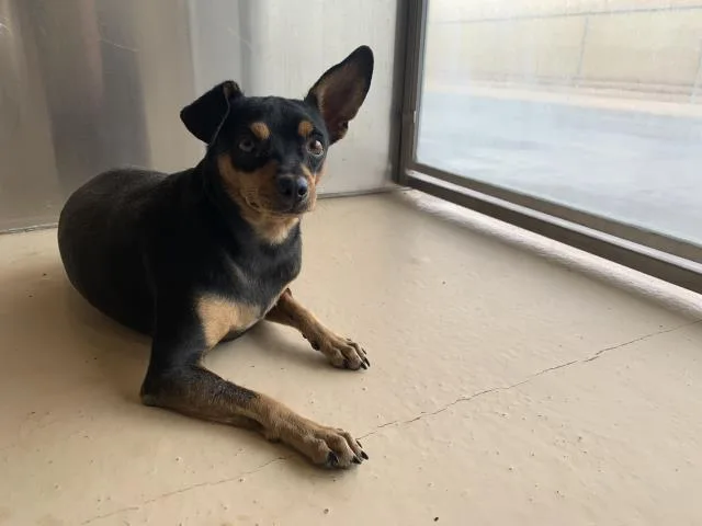 A young small-sized male Chihuahua dog named A for adoption in Thousand Palms, CA