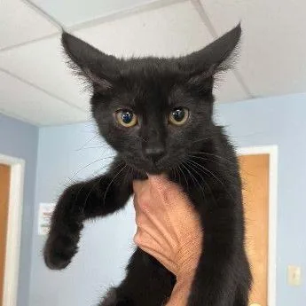 A baby small-sized female Black Domestic Short Hair cat named Olive Meet me at for adoption in Buffalo, MN