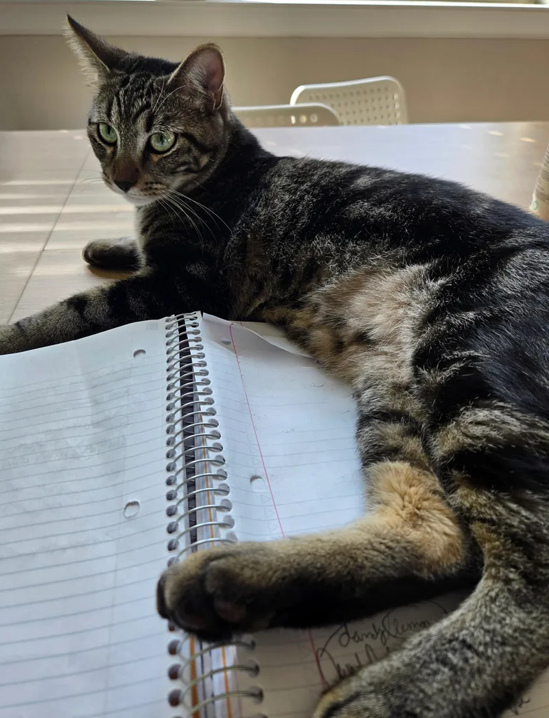 A young medium-sized male Buff / Tan / Fawn Domestic Short Hair cat named Jasper for adoption in Denton, TX