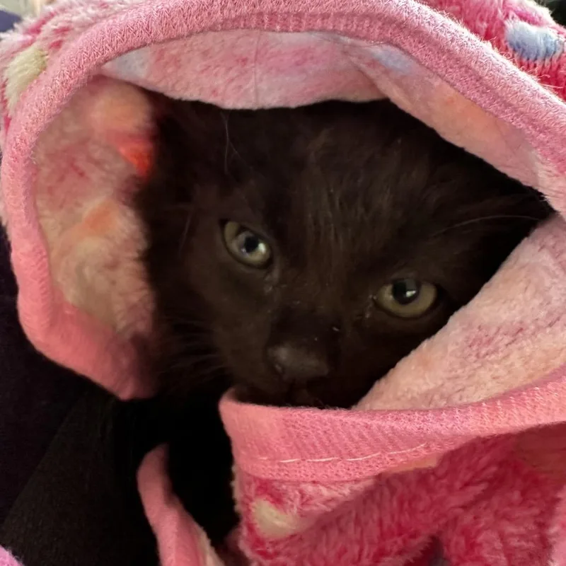 Rosie The Riveter thumbnail 3