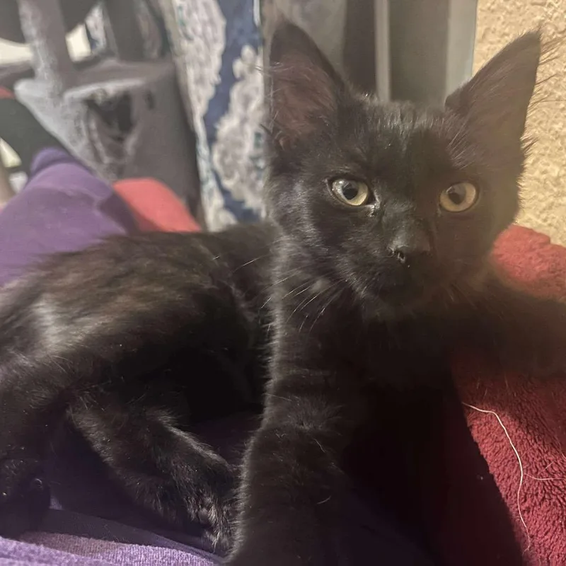 Rosie The Riveter thumbnail 4