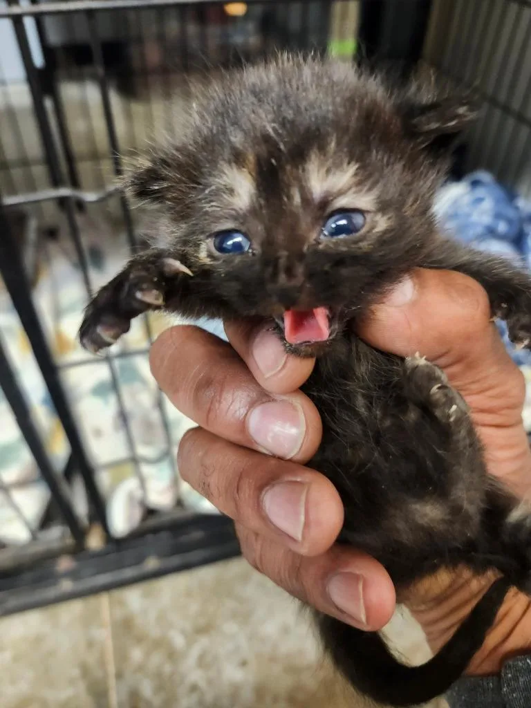 A baby large-sized male Domestic Short Hair cat named Moe for adoption in Lockhart, TX