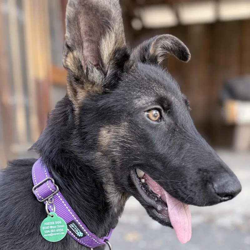 A young medium-sized male Black German Shepherd Dog dog named Tinder for adoption in Wheeling, IL