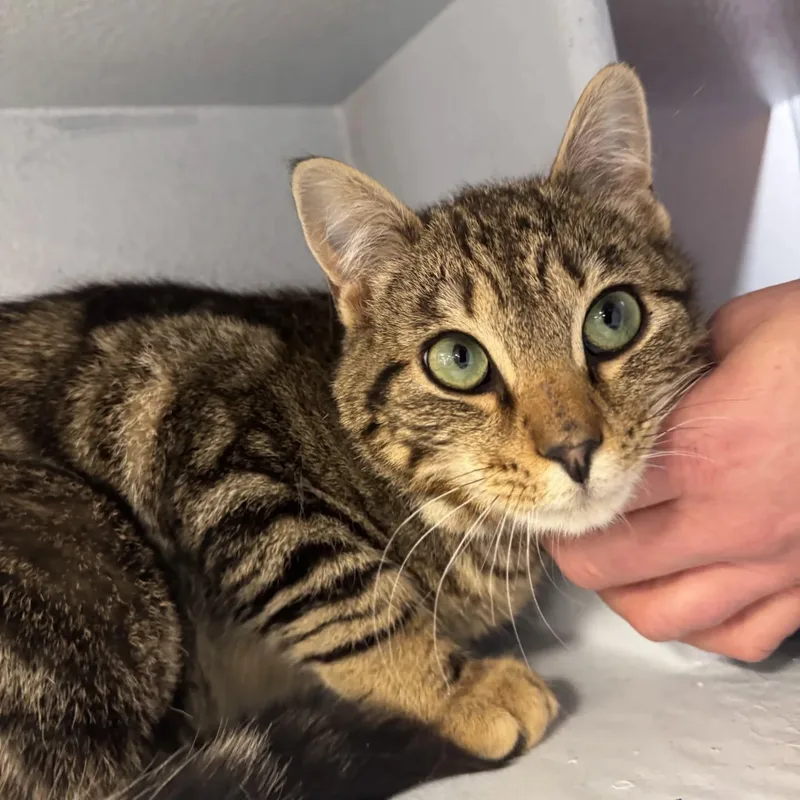 An adult medium-sized male Tabby (Tiger Striped) Domestic Short Hair cat named Noah for adoption in HANSON, MA