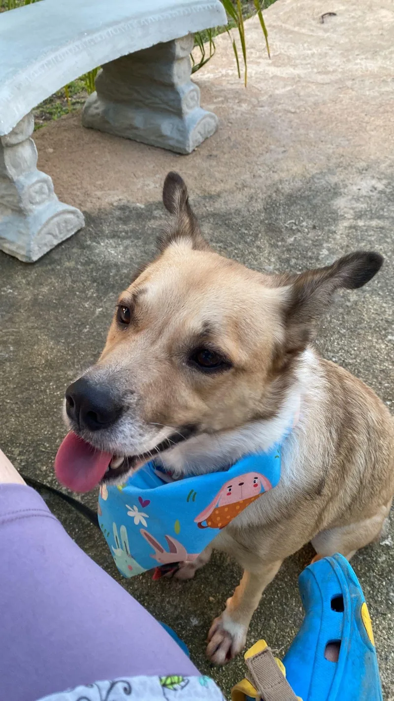 Snoopy “little Peanut” thumbnail 2