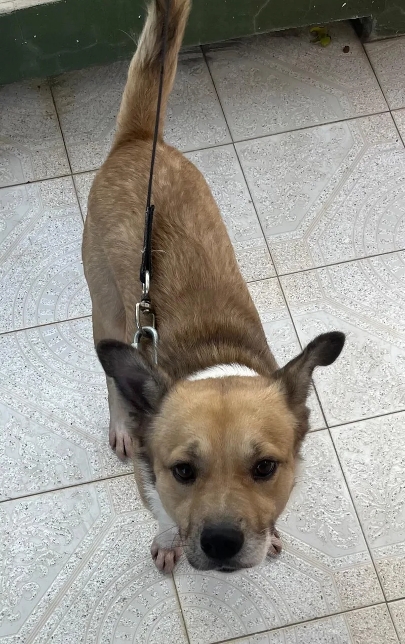 Snoopy “little Peanut” thumbnail 3