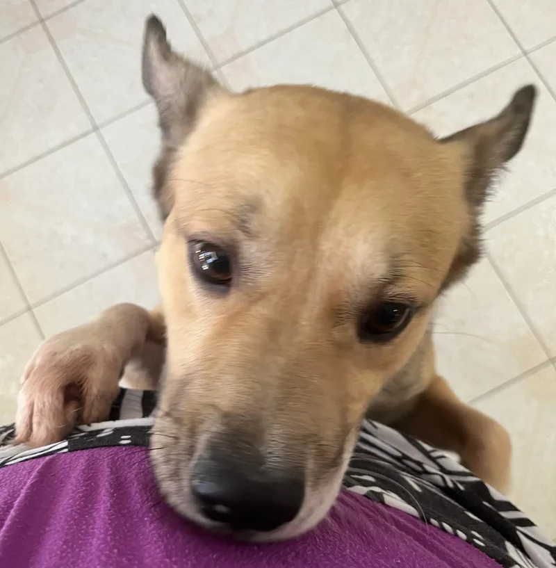 Snoopy “little Peanut” thumbnail 4