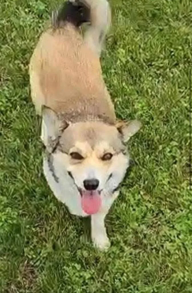 A young small-sized male Corgi dog named Rory Mcilroy for adoption in Neosho, MO