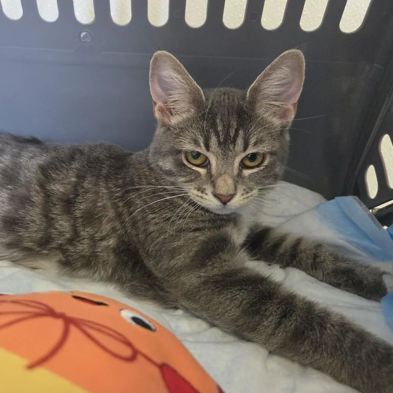 A baby small-sized female Domestic Short Hair cat named Ophelia for adoption in Rock Falls, IL