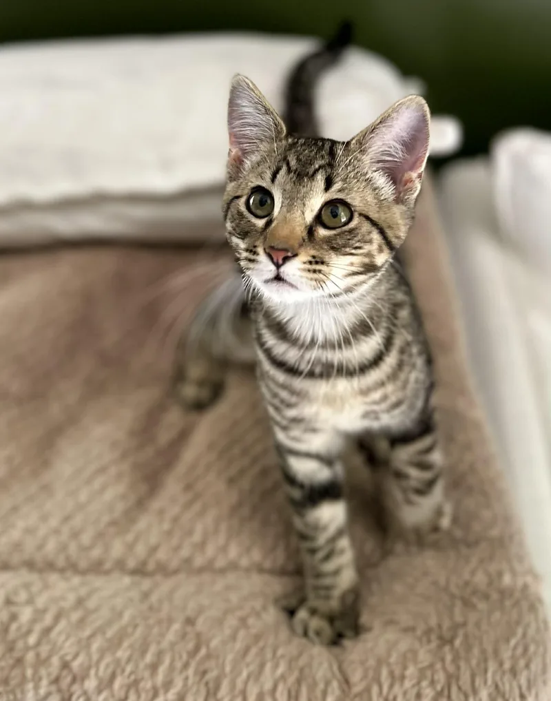 A young medium-sized male Tabby (Buff / Tan / Fawn) Domestic Short Hair cat named Toots for adoption in Belchertown, MA