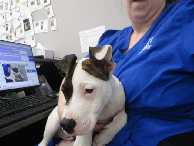 A baby small-sized male Pit Bull Terrier dog named Nibbles for adoption in Ocala, FL