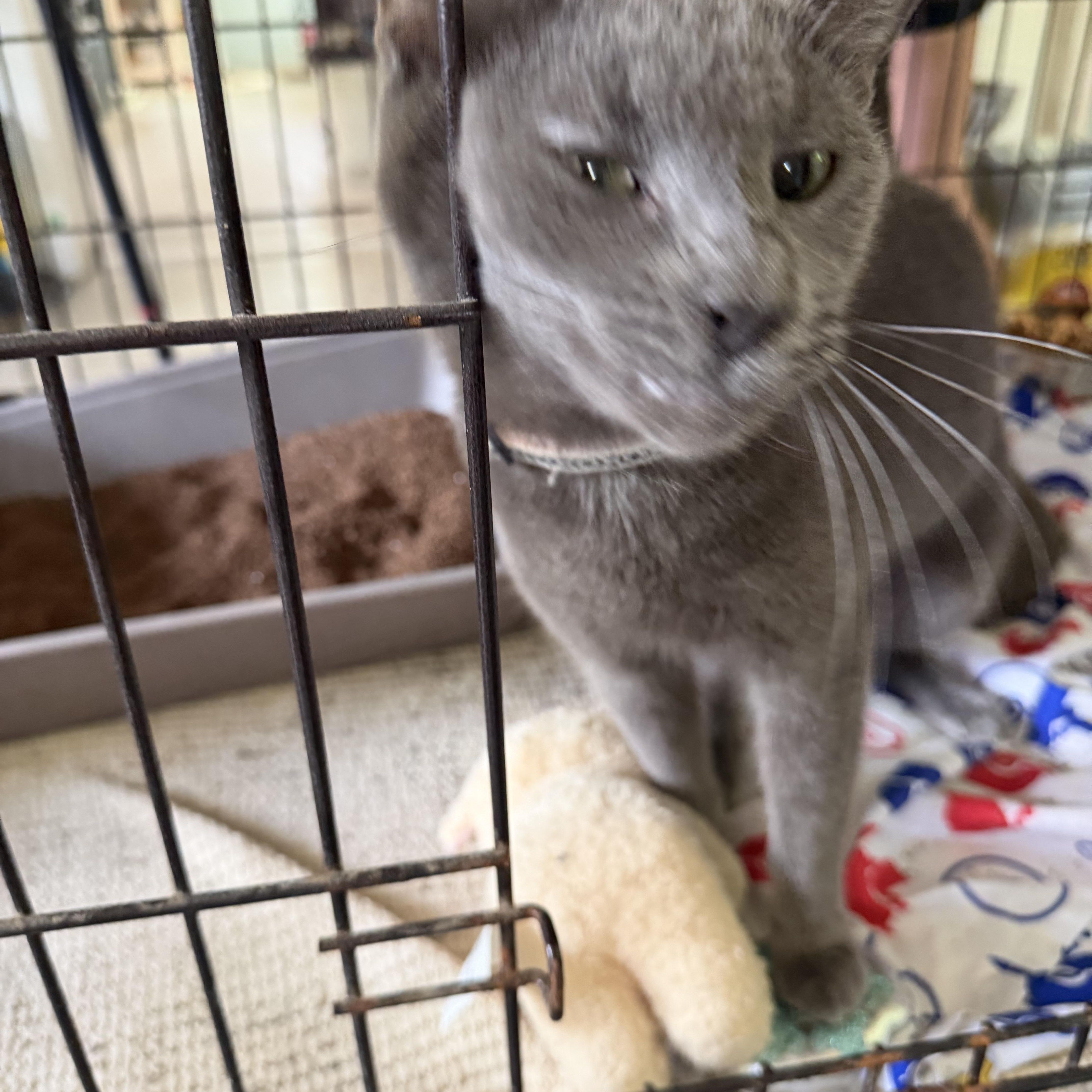 An adult medium-sized female Domestic Short Hair cat named Sabrina for adoption in Warren, OH