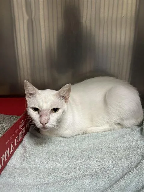 An adult large-sized male Domestic Short Hair cat named A for adoption in Pasadena, TX