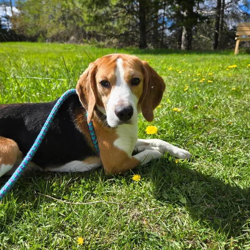 A young medium-sized male Brown / Chocolate Beagle dog named Benedict for adoption in Park Falls, WI
